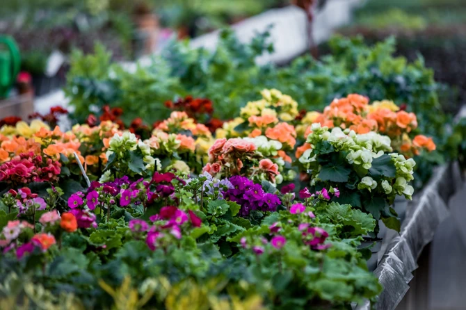 Cveće u bašti će vam bujati kao ludo od kvasca