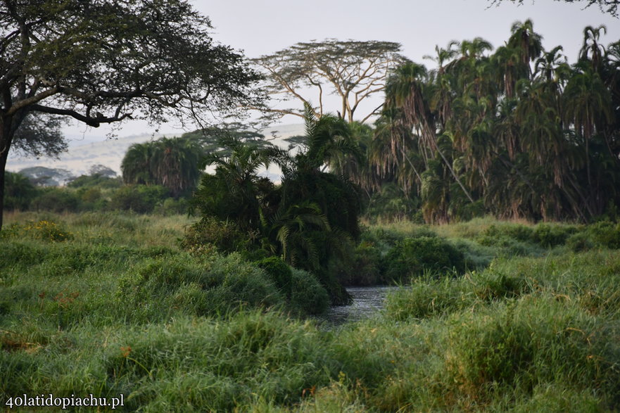 Nasze bociany i ich afrykańscy sąsiedzi podczas zimowania w kraterze Ngorongoro