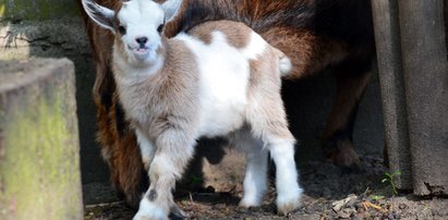 Mały koziołek wrócił do domu. Porwano go z poznańskiego zoo