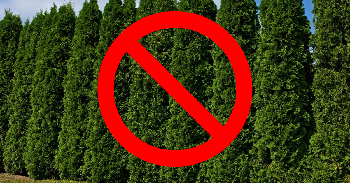 Trzeba będzie wyciąć tuje. Maksymalna dopuszczalna wysokość żywopłotu może zaskoczyć