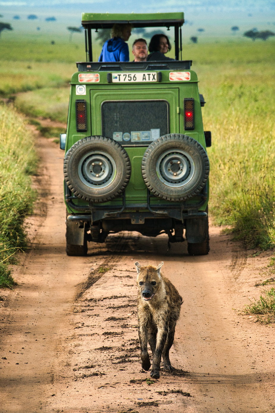 Safari w Serengeti jest niczym wejście w środek filmu przyrodniczego. Hiena cętkowana (krokuta) minęła nasze auto, szukając obiadu