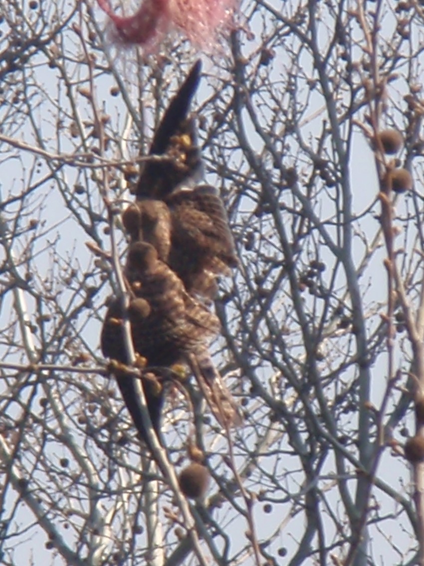 Bata Dramićanin uslikao je vetrušku koja se uplela u plastičnu kesu