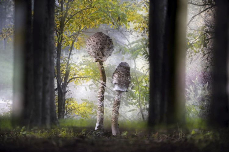 Agorastos Papatsanis, Grecja, Magiczne grzyby