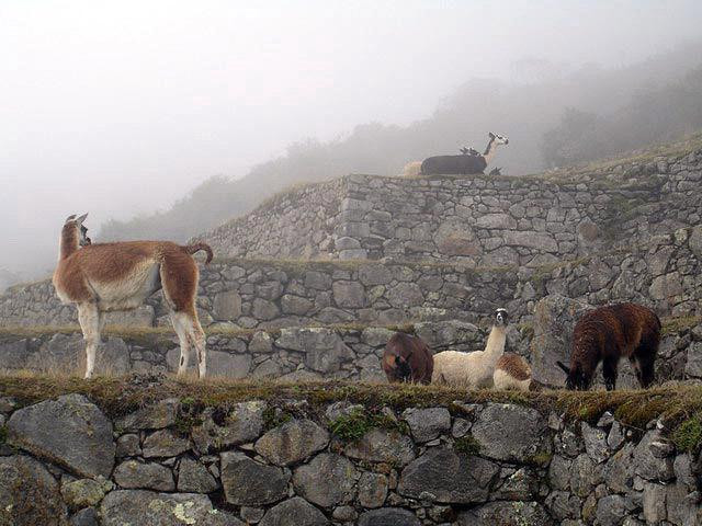Galeria Peru - Machu Picchu "Zaginione Miasto Inków", obrazek 16