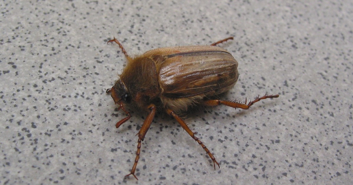 Wplątują się we włosy, wchodzą za ubrania. Czy guniaki są niebezpieczne?