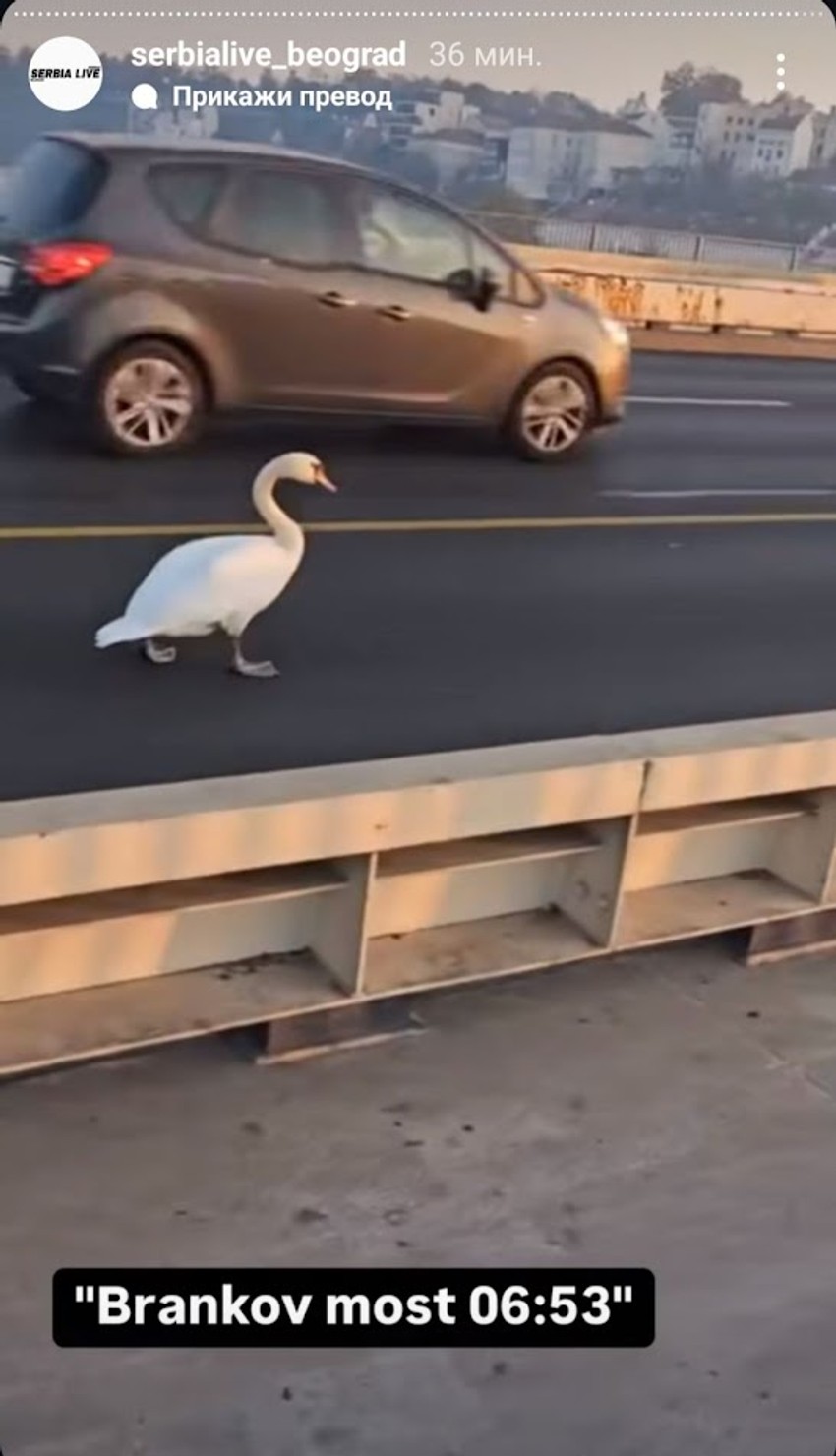 Labud na Brankovom mostu