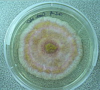 fusarium-gomba-d000012122d50b8cca4cd