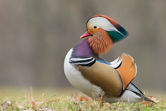 Mandarynka (Aix galericulata)