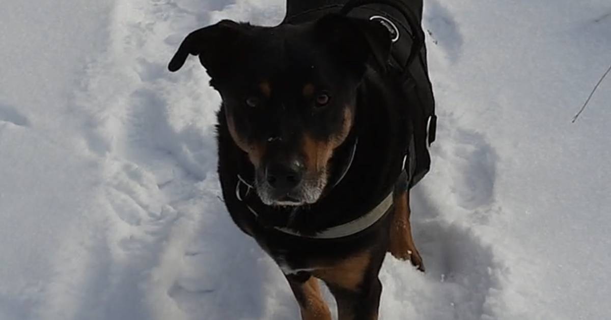 Polski lekarz wyciął nerkę bezdomnemu psu. Zapadł zaskakujący wyrok