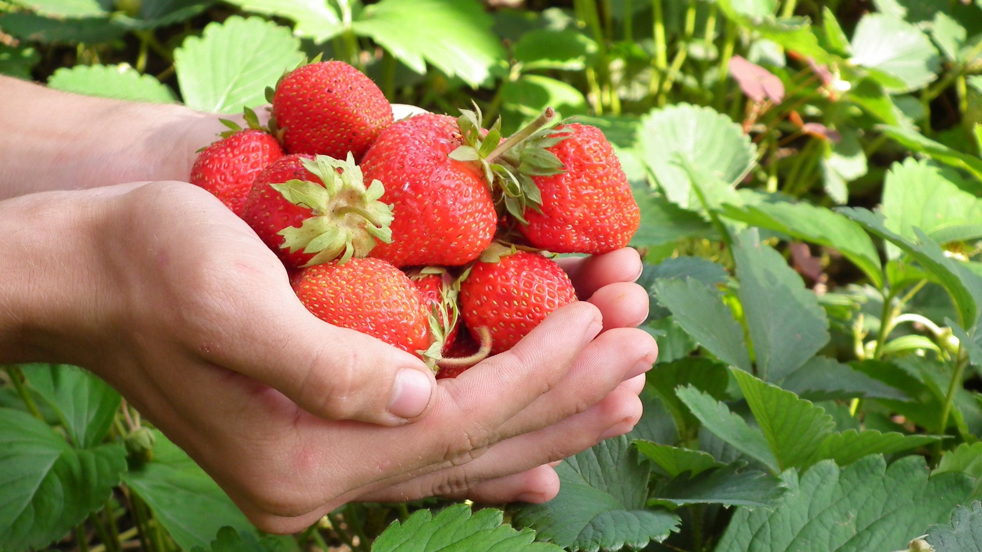 Vypestujte si doma v záhrade šťavnaté jahody.