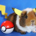 
Uwaga na złośliwą aplikację udającą grę Pokemon Go