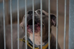 Kontrowersje wokół schroniska Na Paluchu. "To zaszkodzi zwierzętom"