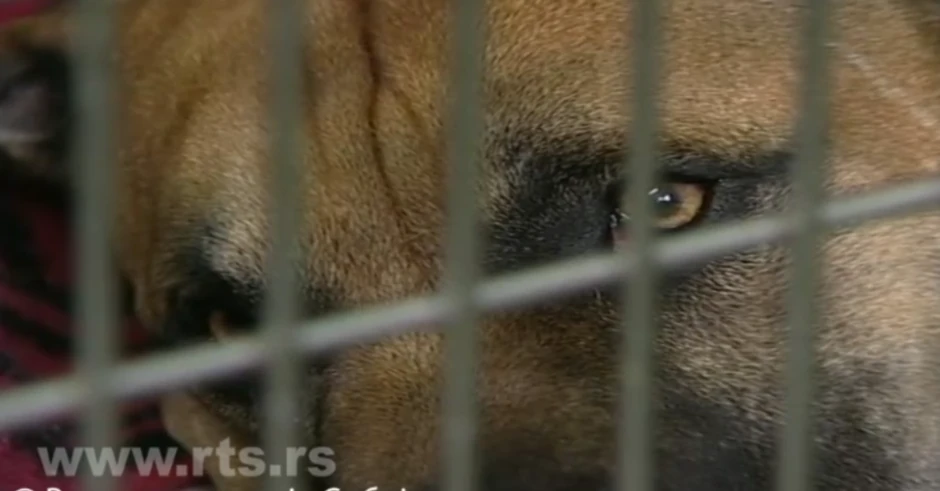 Zatočeni psi na ostrvu