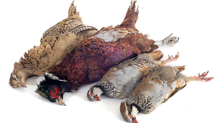 Iszonyú: több ezer madár tetemére bukkantak egy kisteherautóban /Illusztráció: Northfoto
