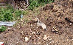 Dramat zwierząt w gospodarstwie pod Gnieznem. 'Widzieliśmy już wiele, ale ta interwencja na zawsze pozostanie koszmarem'