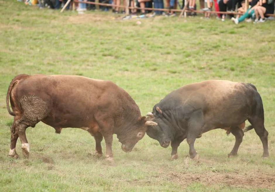 bik Agresor privukao pažnju