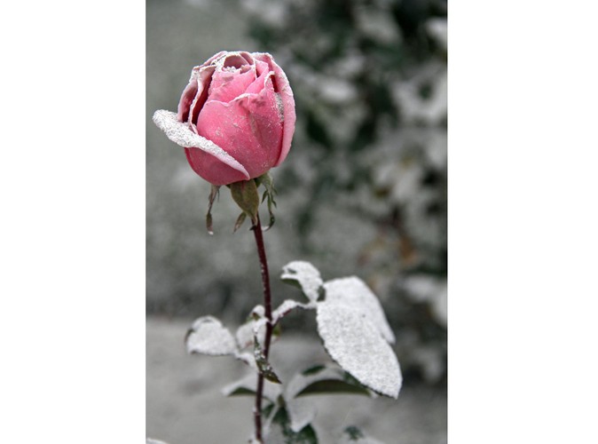 Róża pokryta wulkanicznym pyłem w mieście San Martin de los Andes w Argentynie