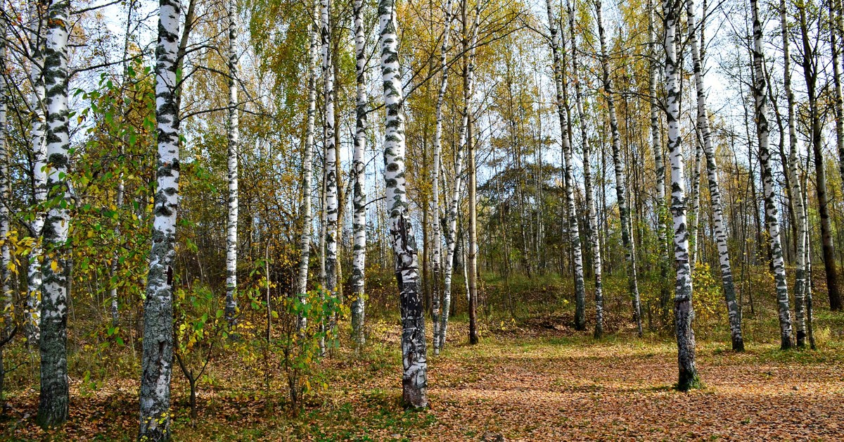 Czy można wyciąć brzozę bez zezwolenia na swojej działce w 2025? Co mówią przepisy?
