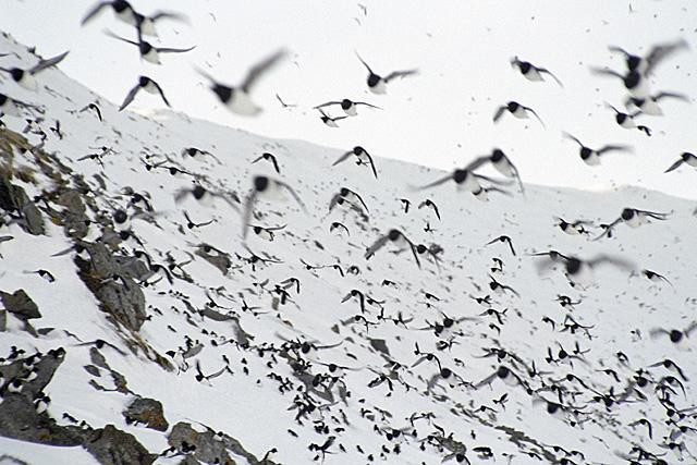 Galeria Wystawa polarnej fotografii przyrodniczej "Ptaki Spitsbergenu", obrazek 31