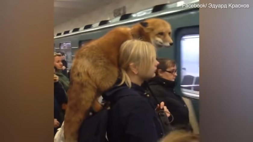 Niespodziewany pasażer w metrze. Podróżni przecierali oczy ze zdumienia