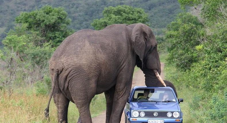 An African bush Elephant attacking a car at Kruger National Park.
