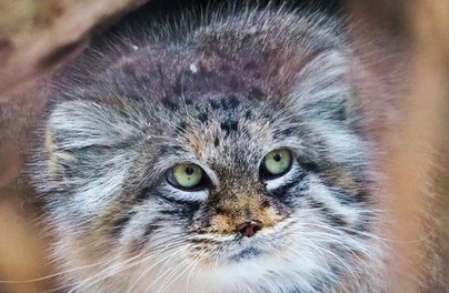 Warszawskie zoo ma nową gwiazdę! Jessie – manulka jest zwierzęciem roku. Kto jeszcze znalazł się na podium!