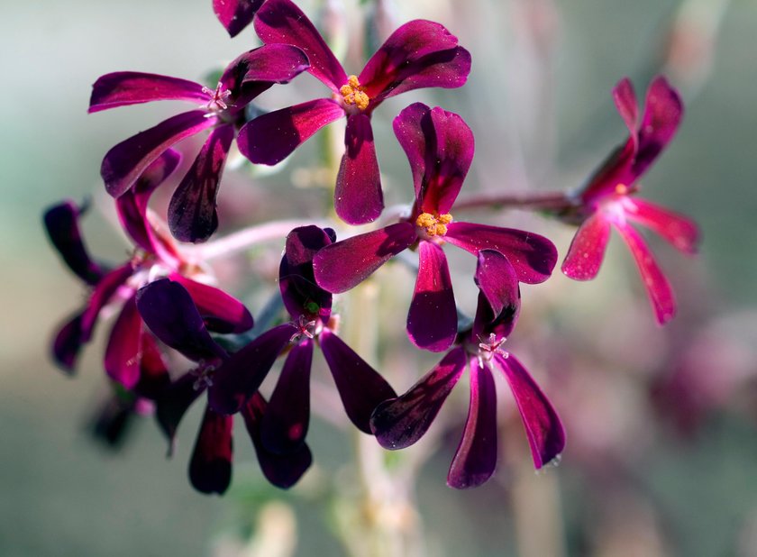 Pelargonia afrykańska