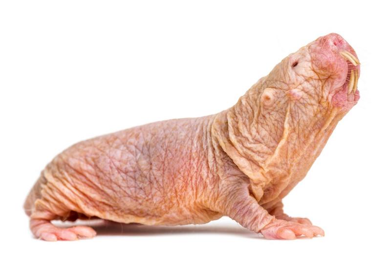 Naked mole-rat