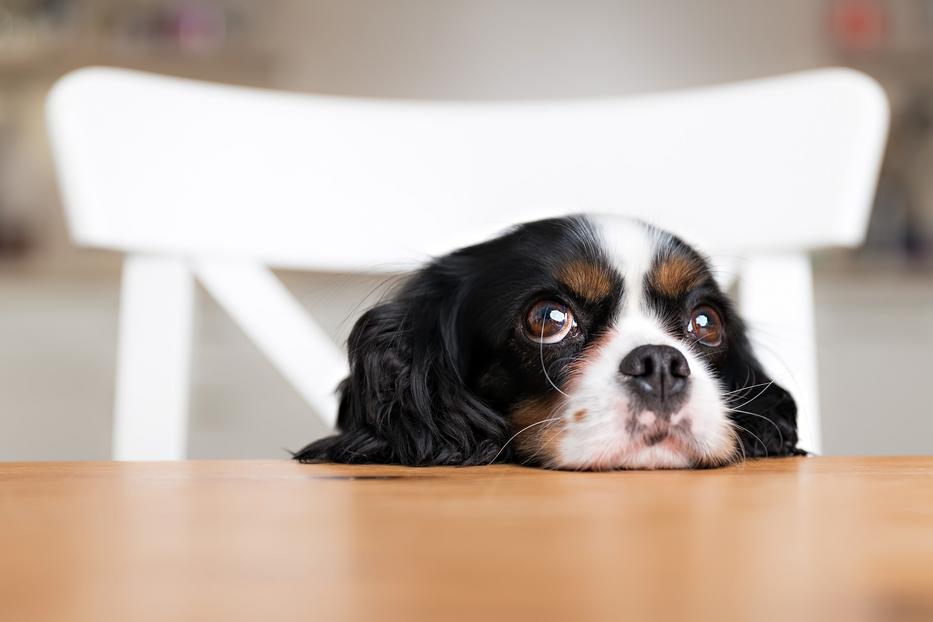 A kölyökkutya hamar megtanulja a szobatisztaságot, fotó: iStock-501084938