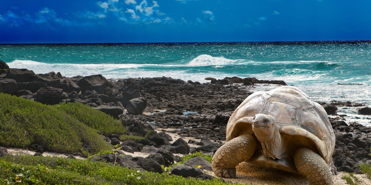 Zuchwała kradzież. Zniknęły żółwie z Galapagos 