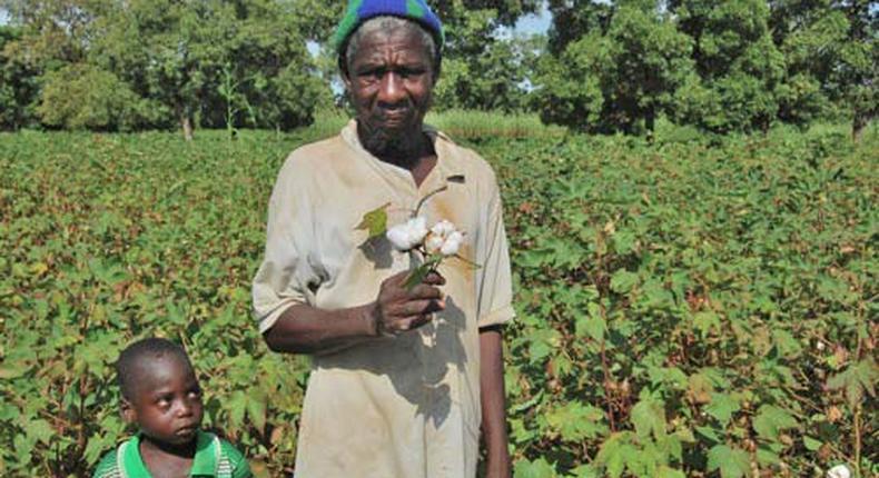 Le coton OGM de Mosanto au Burkina/FENOP