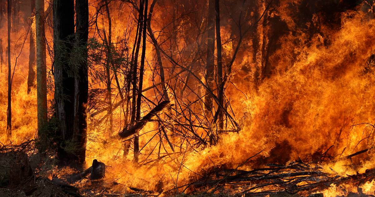 Buschbrände in Australien: Wo kann man spenden? - Noizz