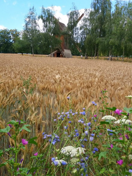 Skansen w Wolsztynie