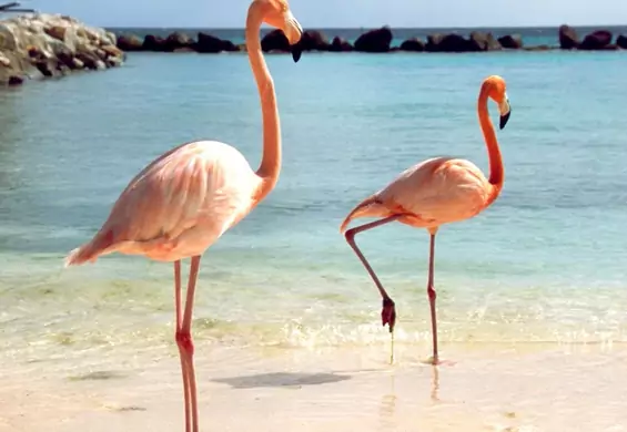 Zostań opiekunem flamingów na Bahamach. Pełna nazwa stanowiska: dyrektor ds. flamingów