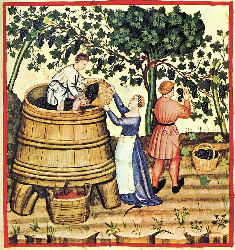 Winobranie w średniowieczu