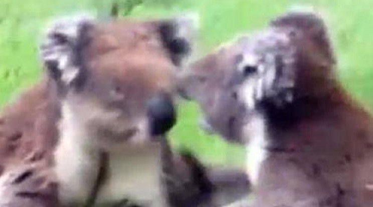 Hatalmas balhéba keveredtek a koalák - videó