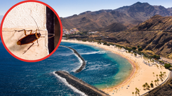 Plaga karaluchów w wakacyjnym raju. Turyści widują je w pięciogwiazdkowych hotelach