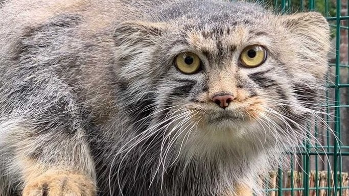 Manul Cubi - nowy mieszkaniec wrocławskiego zoo