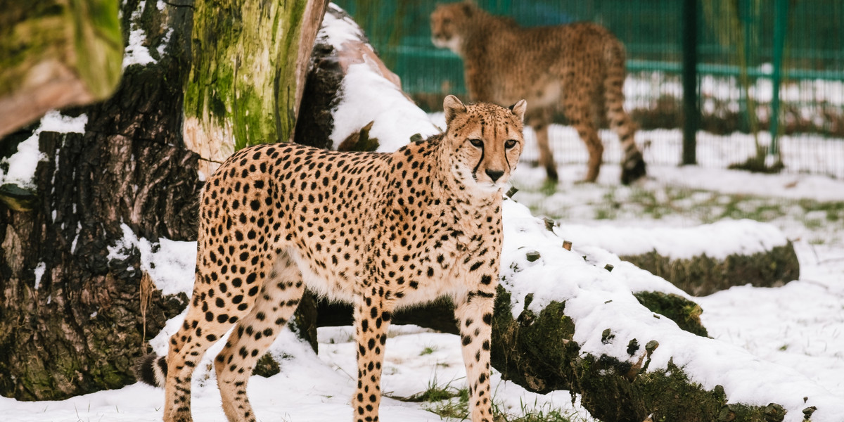 Gepardy na wybiegu w Śląskim Ogrodzie Zoologicznym w Chorzowie. 