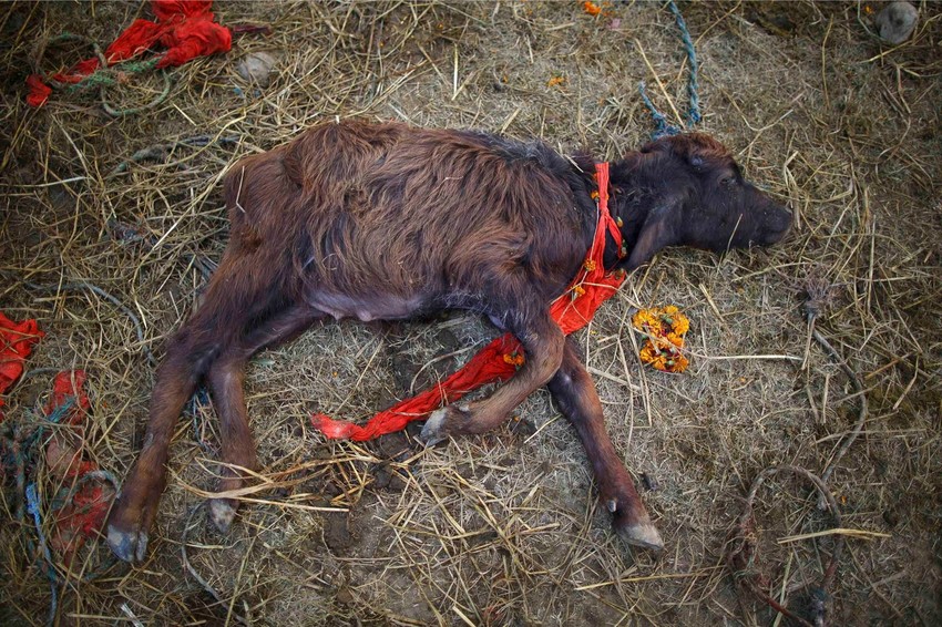 Ako je zadovoljna žrtvom, boginja Gadhimai ispunjava želje celoj porodici