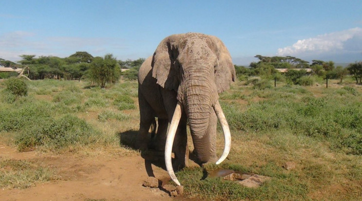 Satao II. ötven éves lehetett/Fotó: Paula Kahumbu - WildlifeDirect