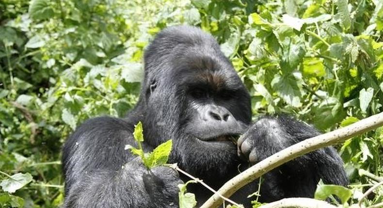 The Police says there's no indication that a gorilla swallowed the missing N6.8 million in Kano zoo.