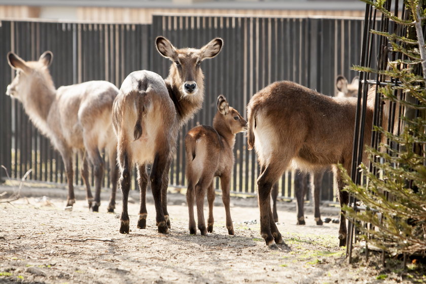 Wiosna w zoo