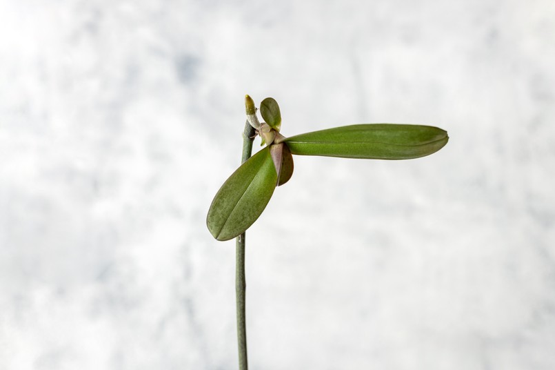 Rozmnażanie storczyka w domu - keiki czyli młoda roślinka, która pojawia się na pędzie kwiatostanowym storczyka
