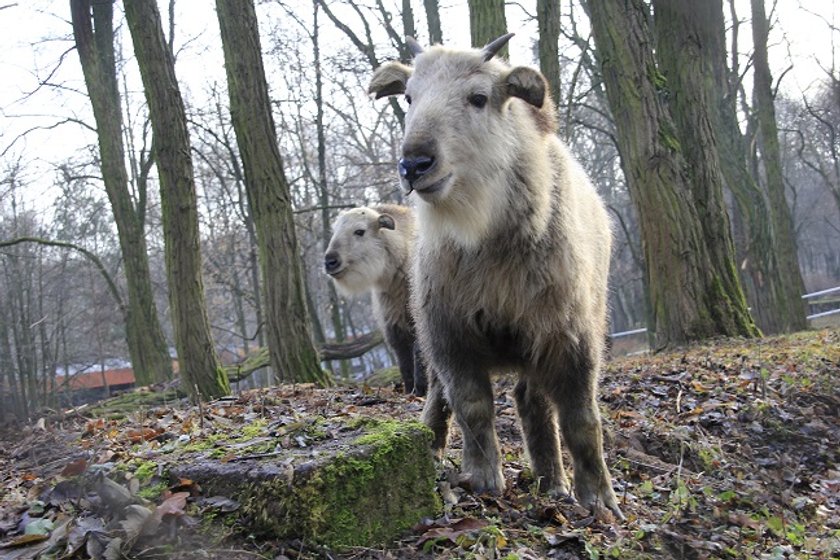 Takiny zamieszkały w poznańskim zoo