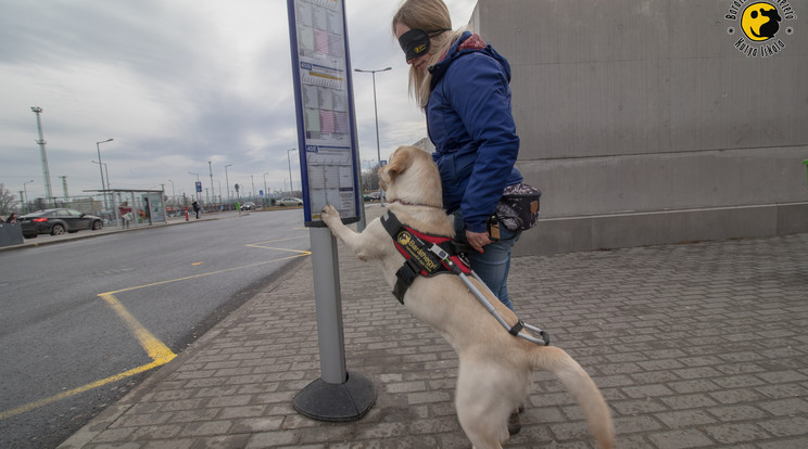 A vakvezető kutyák így jelzik gazdáiknak a megállókat /Fotó: Baráthegyi Vakvezető Kutya Iskola és Alapítvány 