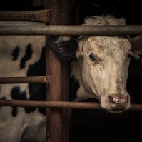 A mosolygó tehén a tejes dobozon, valójában egy raktár betonplaccán élő állat