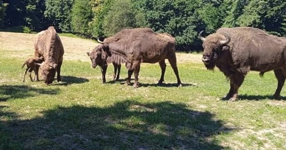 Bizoni na Fruškoj gori