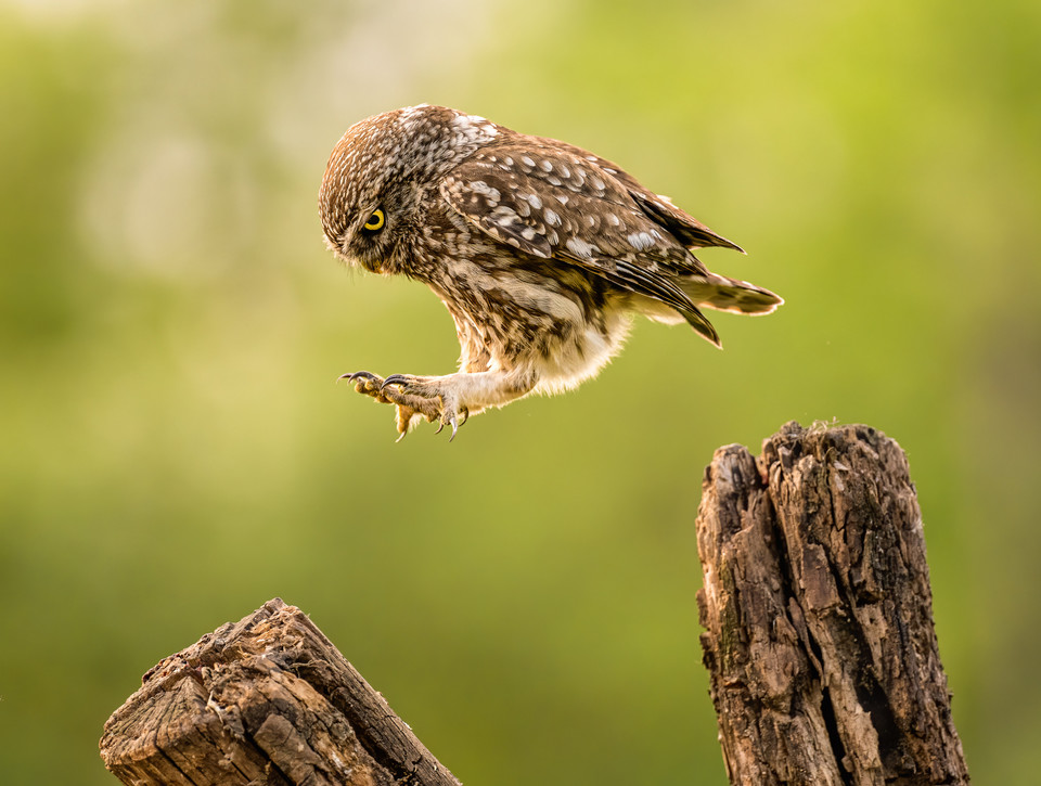 Tímea Ambrus, "I jump instead of flying"