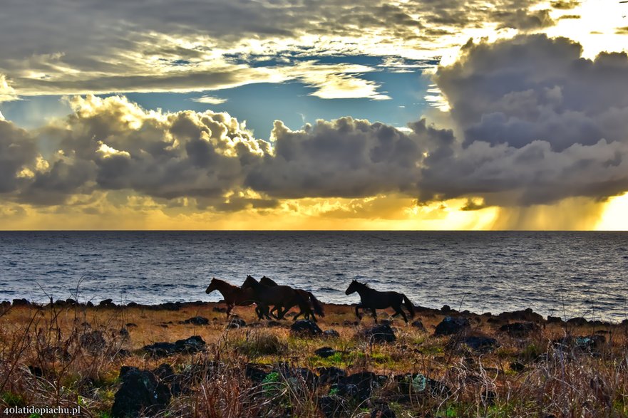 Dzikie konie na Rapa Nui / Wyspie Wielkanocnej